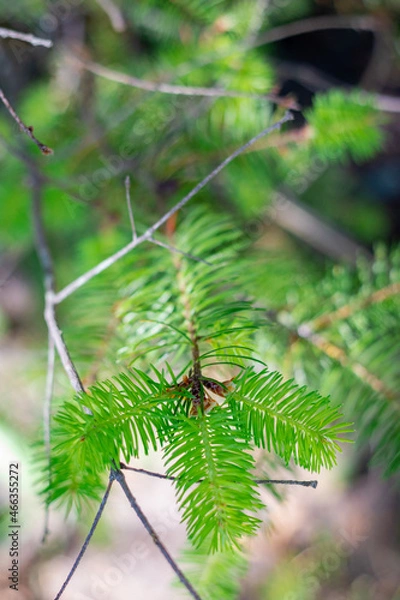 Fototapeta pine tree branches