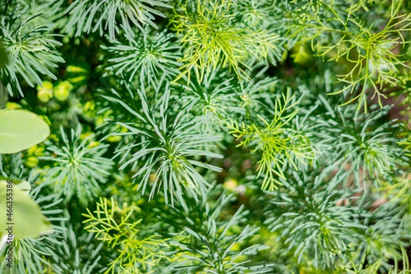 Fototapeta green pine needles