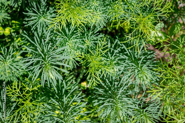 Fototapeta green pine needles