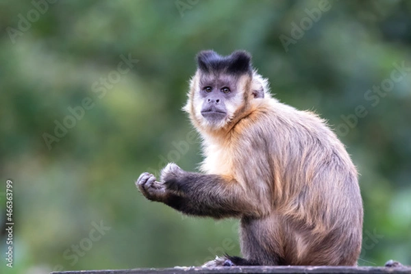 Fototapeta The tufted capuchin (Sapajus apella), also known as brown capuchin, black-capped capuchin, or pin monkey