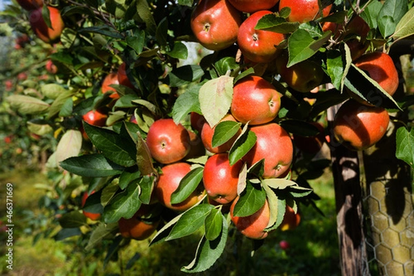 Fototapeta Closeup of delicious ripe red apples on an apple tree in orchard