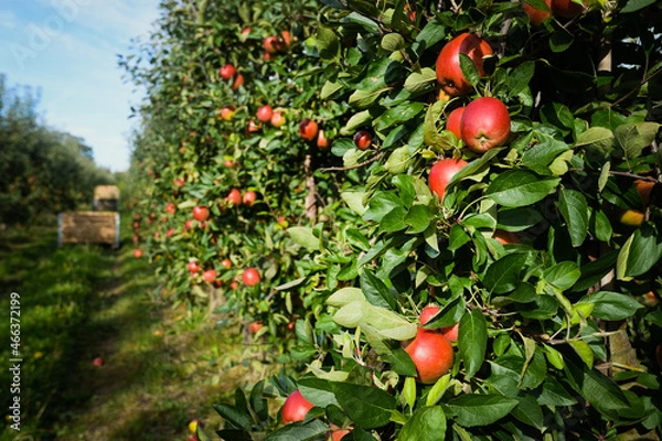 Fototapeta Close up bunch of ripe red apples on apple tree in orchard at harvest time