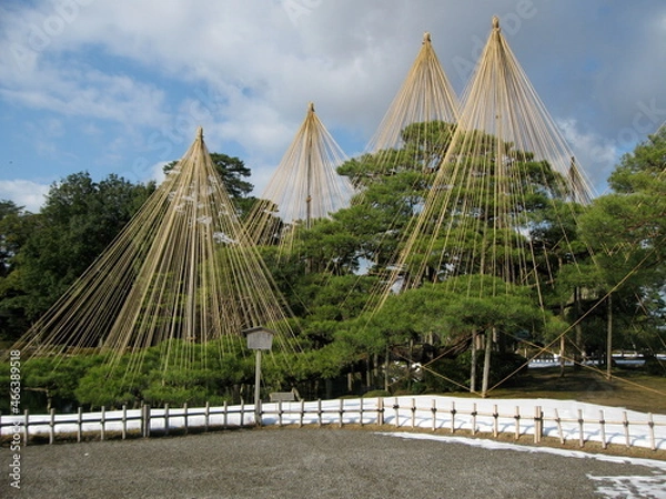 Obraz 六義園の雪囲い