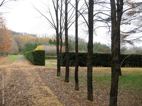 Obraz 十勝の森の紅葉と緑の生垣