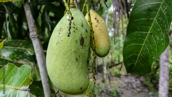 Obraz Mango  nuts on the Mango Tree