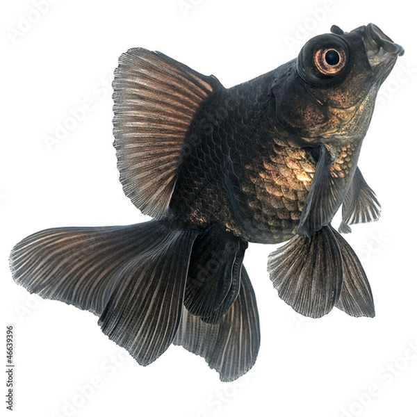 Obraz Black  Goldfish on White Without Shade