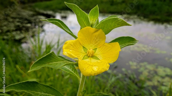 Obraz Yellow Peruvian primrose willow flower