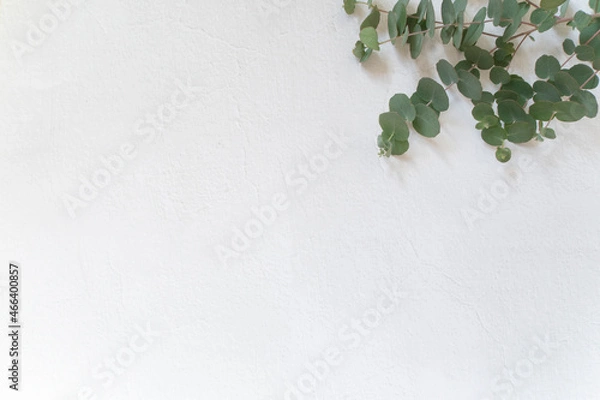 Obraz ユーカリと白い壁紙 