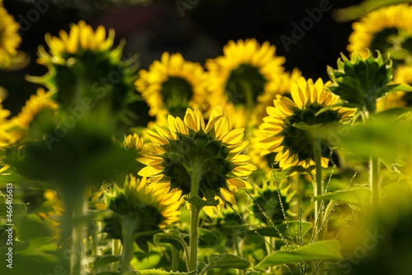 Obraz 朝日が照らすヒマワリ