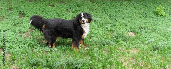 Obraz Bernese mountain dog