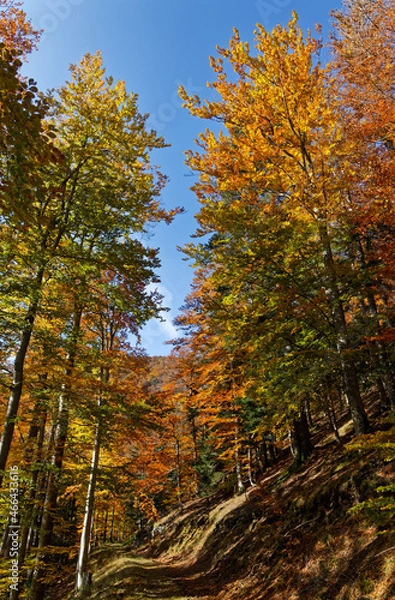 Fototapeta chemin des Vosges en automne
