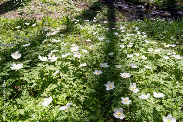 Fototapeta 清々しくて癒される春の森のイメージ