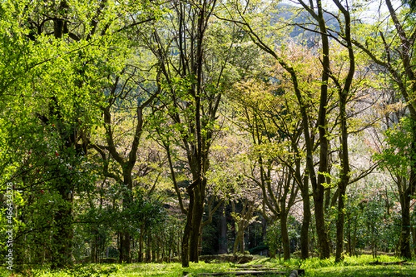 Fototapeta 清々しくて癒される春の森のイメージ