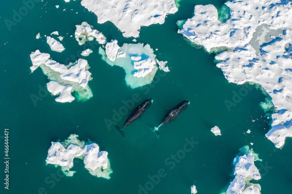 Obraz Bowhead whales in the Arctic ice fileds