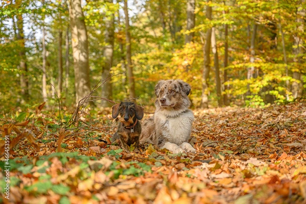 Obraz dackel und aussie