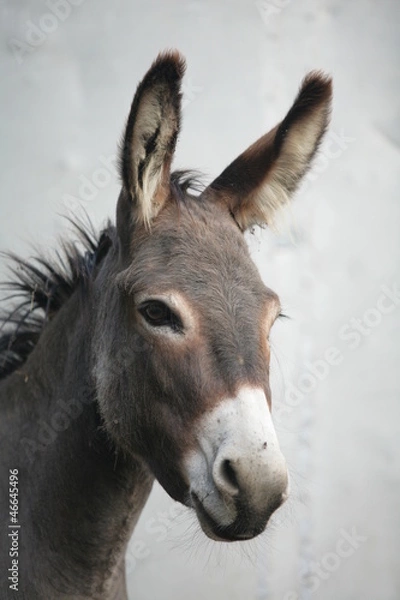 Fototapeta Osioł