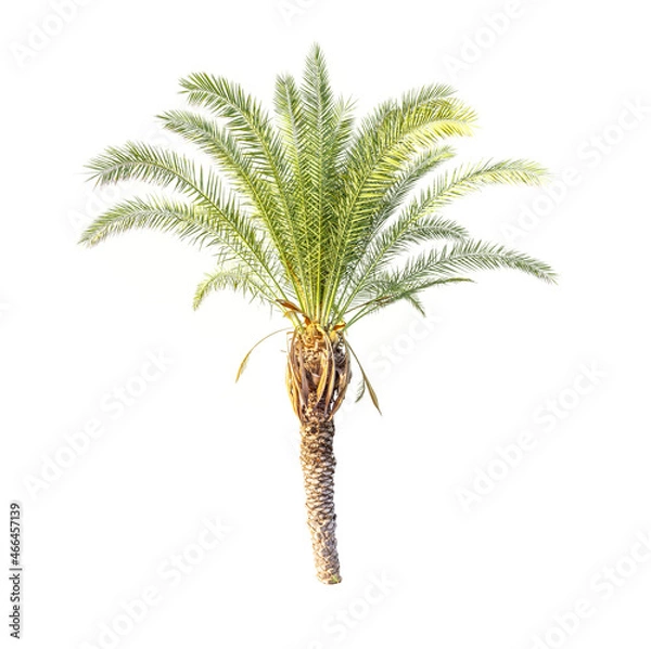 Fototapeta Palm tree cut out on white background.