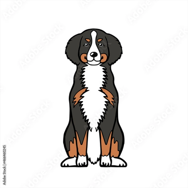 Fototapeta Bernese バーニーズ