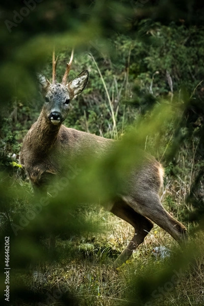 Obraz chevreuil dans les bois