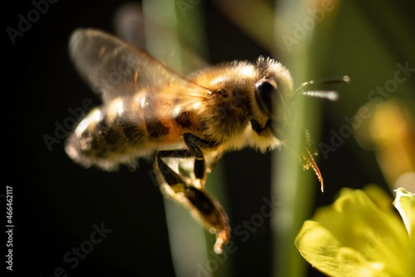 Obraz macro d'une abeille en vol