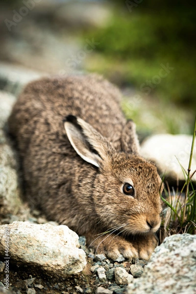 Obraz portrait d'un lievre variable