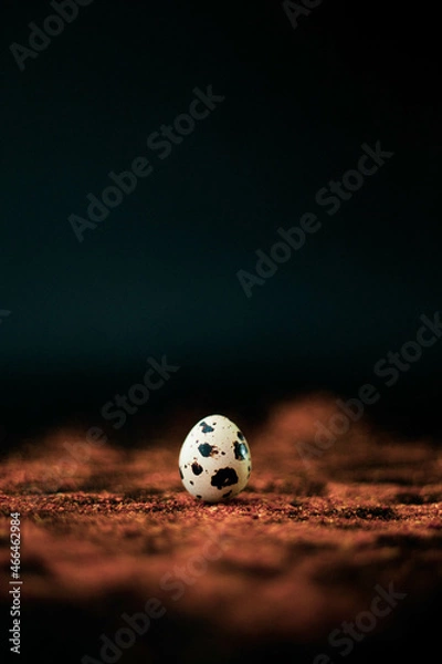 Obraz quail egg on a black background