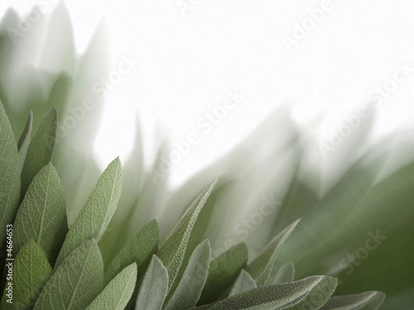 Obraz sage leaf background
