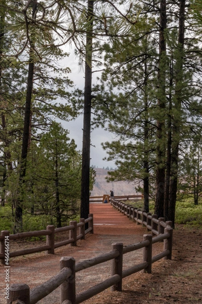Fototapeta Path in the park