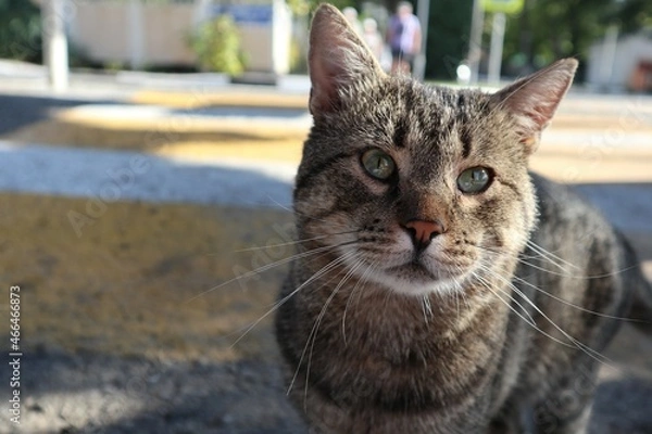 Fototapeta a close up portrait of a stray cat 