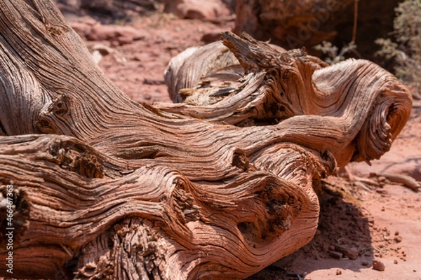 Fototapeta Twisted trunk