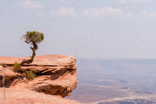 Fototapeta Lone Tree