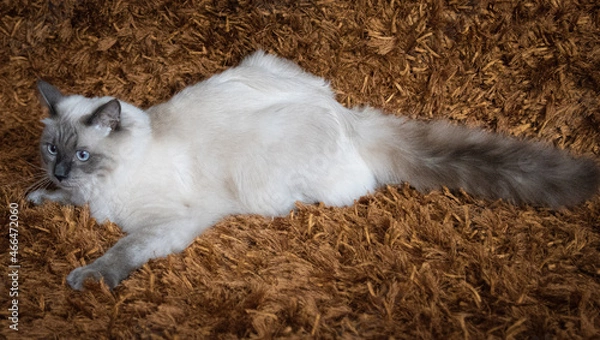 Obraz Kot rasy ragdoll blue mitted