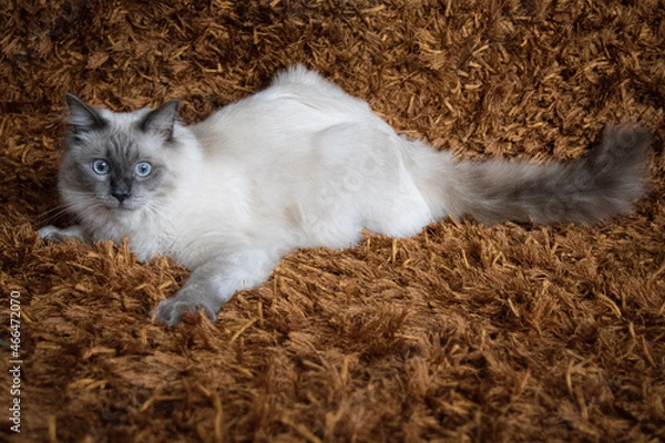 Obraz Kot rasy ragdoll blue mitted