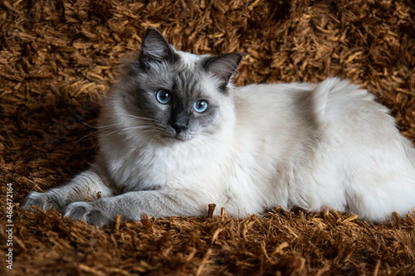 Obraz Kot rasy ragdoll blue mitted