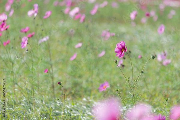 Obraz 濃いピンクのコスモス
