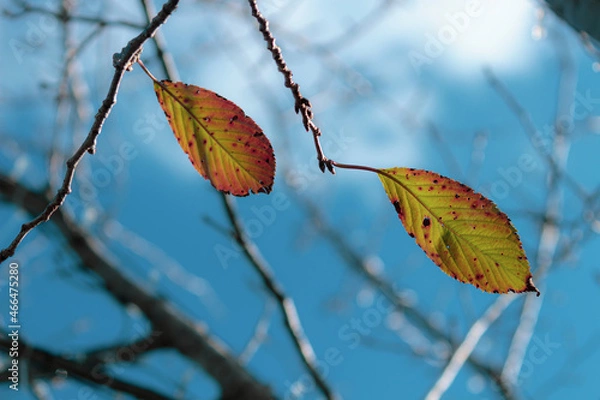 Obraz 色づくサクラの葉と青空