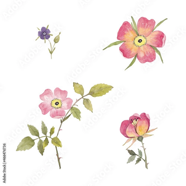 Fototapeta Paint set of watercolor rose flowers and leave on  background. Paint watercolor texture. Botanical art. Use for design invitations, birthdays, weddings