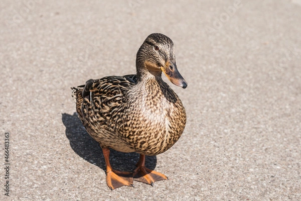 Obraz Duck on the shore separately