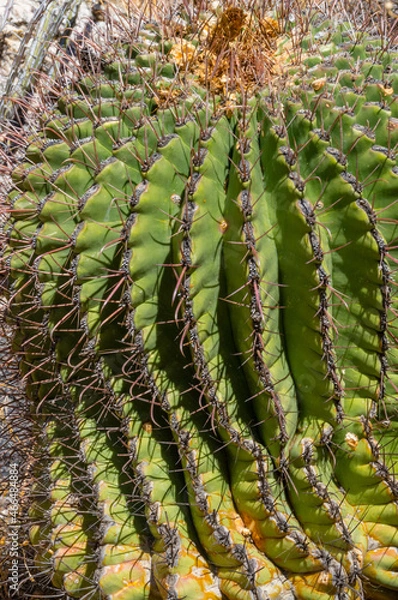 Fototapeta Barrel Cactus close up