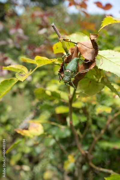 Obraz éphippigère des vignes