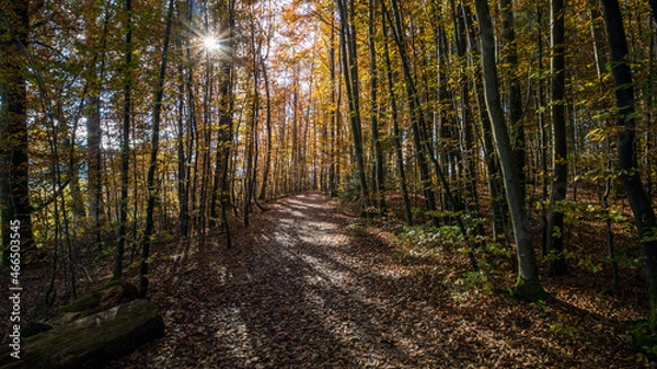 Fototapeta Sonnenstrahlen scheinen auf den herbstlichen Waldweg