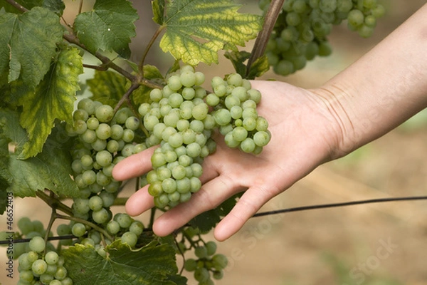 Obraz Grappe de raisin