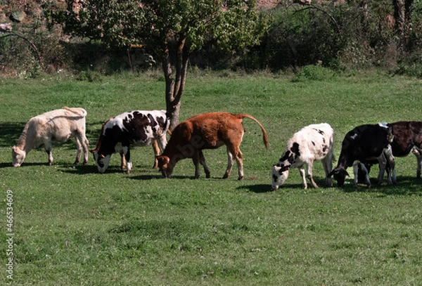 Fototapeta Rebaño de vacas
