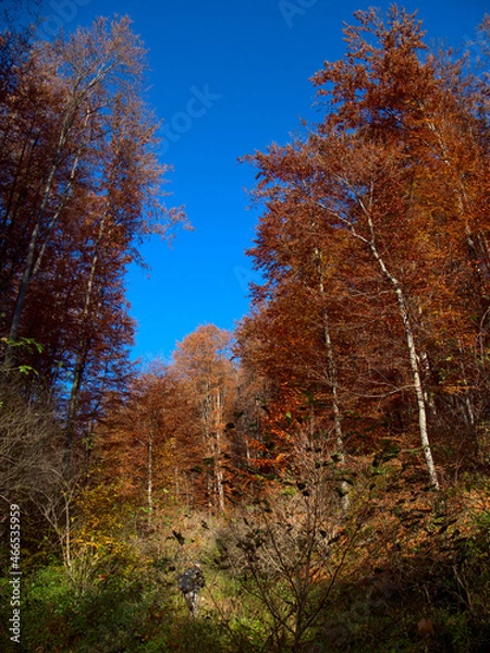 Fototapeta Deep into the autumn forest