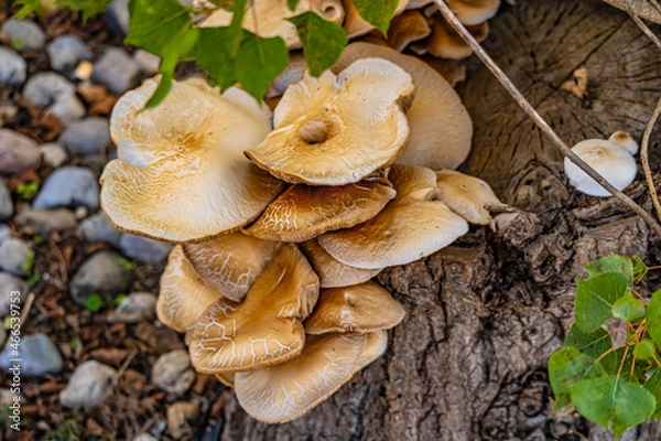 Fototapeta  seta, hongos 