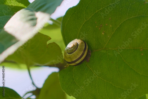 Fototapeta Grove snail hiding inside her shell on an apple tree leaf