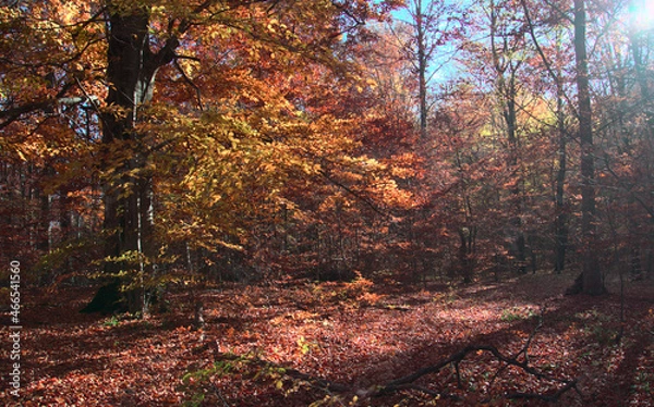 Fototapeta Beam of light through leafless trees