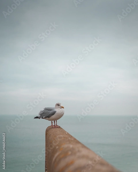 Obraz seagull 