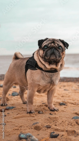 Obraz pug on the beach