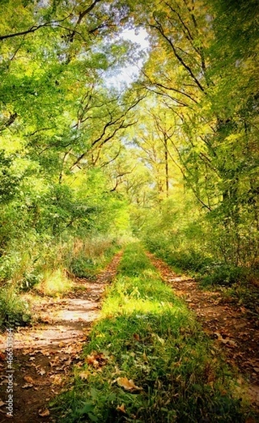 Obraz path in the forest